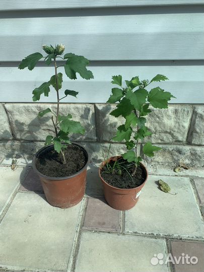 Гибискус махровый