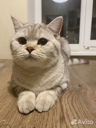 Шотландская прямоухая кошка