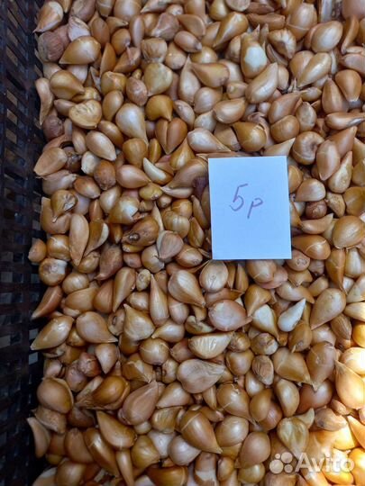 Луковицы тюльпанов оптом и в розницу