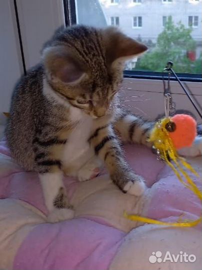 Котик
