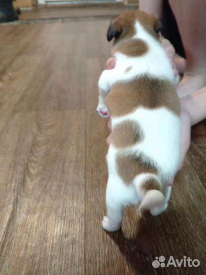 Джек Рассел терьер девочка(рыжая) мальчик(черный)