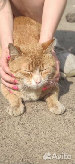Нектаринчик (рыжий кот)