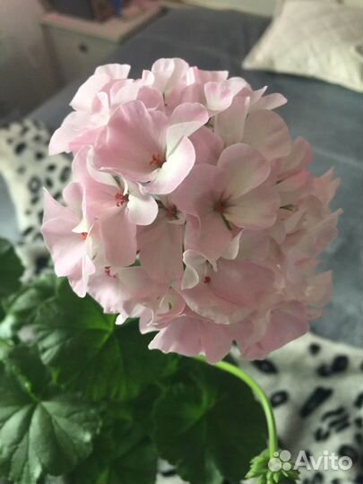 Пеларгония Ярка