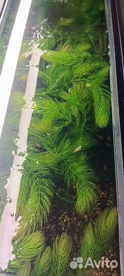 Аквариумное растение, роголистник