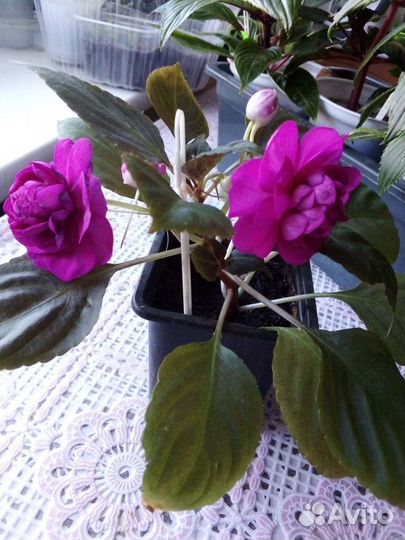 Бальзамины махровые, Недотрога