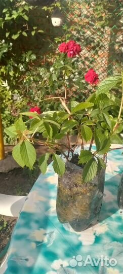 Саженцы девичий виноград