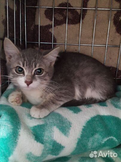 Котенок в добрые руки