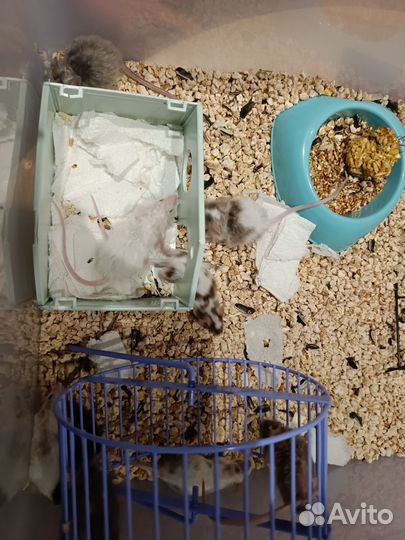 Мышь тексель кудрявые