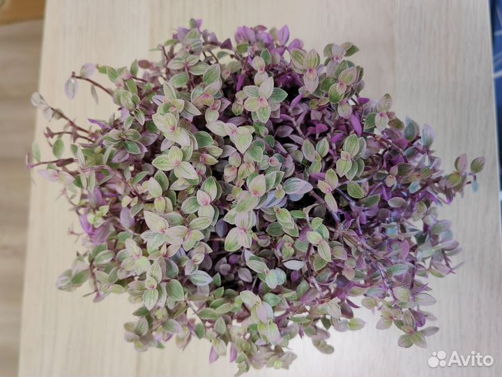 Пинк леди. Традесканция. Розовая пантера