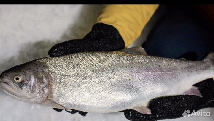 Семга, форель