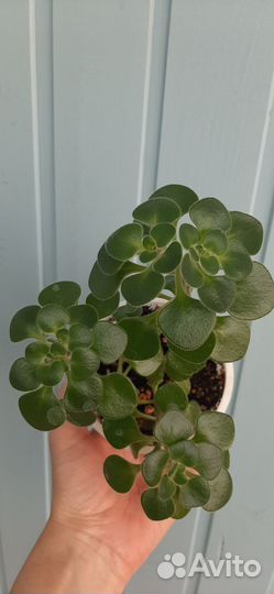 Аихризон (Дерево Любви)