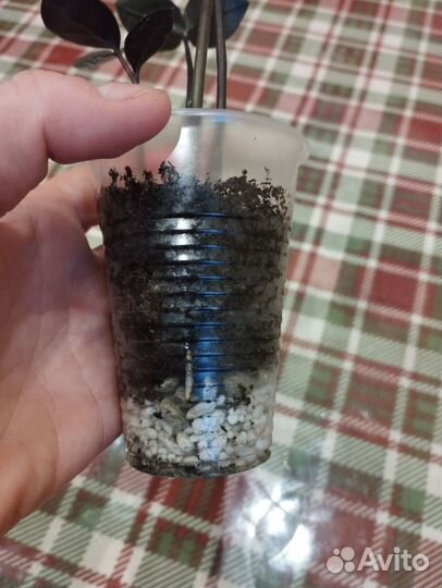 Замиокулькас зелёный и черный