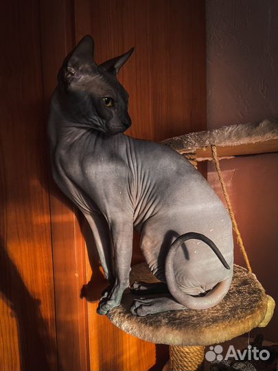 Канадский сфинкс