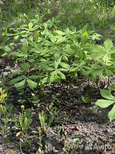 Растения для сада