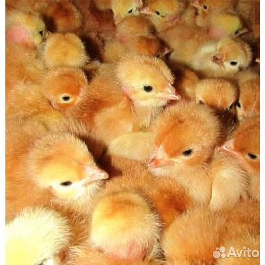 Бройлер,цветной бройлер,кобб 500,кобб 700