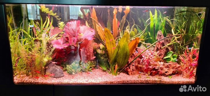 Обслуживание аквариума. Аквариумист