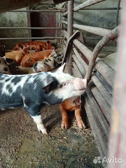 Поросята пьетрен ландрас дюрок