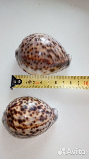 Ракушки Каури Тигровые