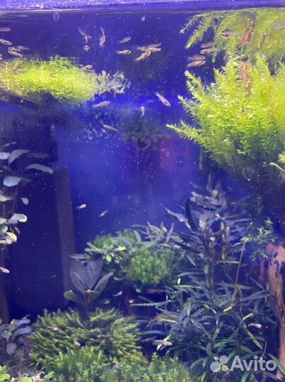 Гуппи Эндлера тигр