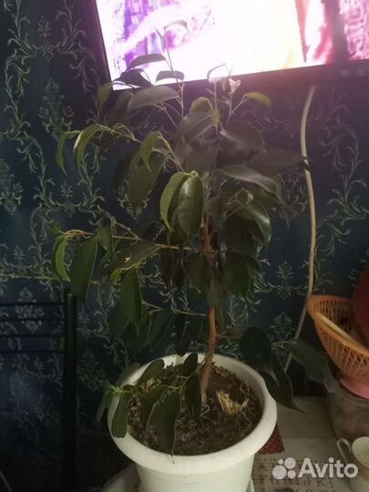 Фикус бенджамина