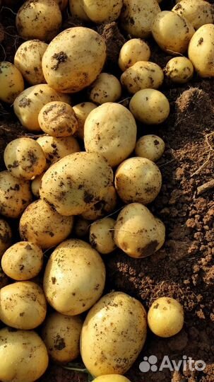 Картофель гала