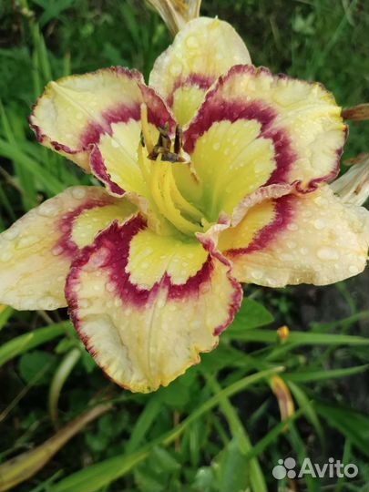 Лилейники сортовые