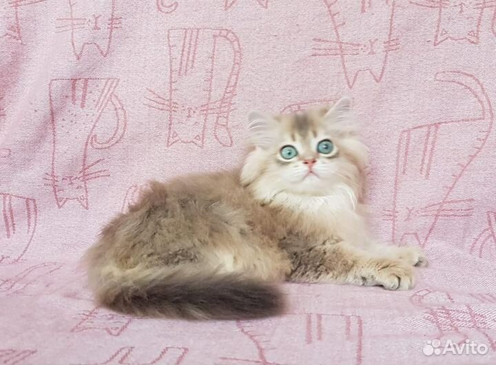 Британская длинношерстная шиншилла