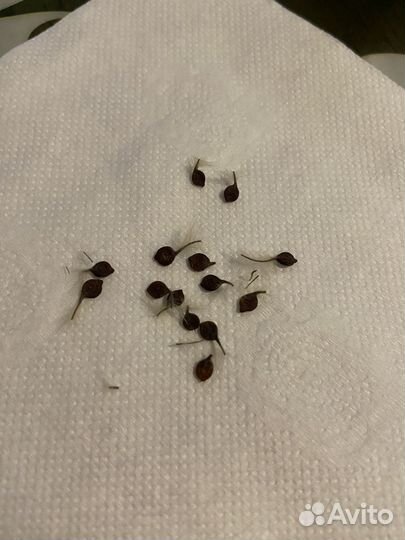 Клематис жгучий