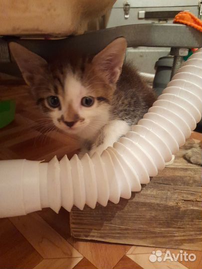 Котята в добрые руки бесплатно