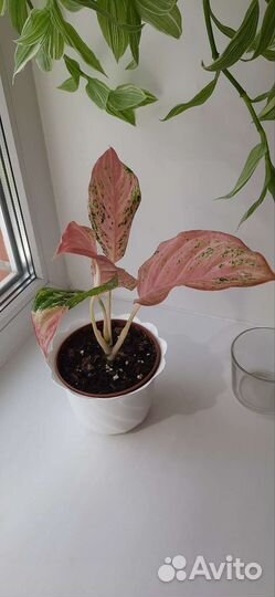 Аглаонема Бидадари/ Bidadari