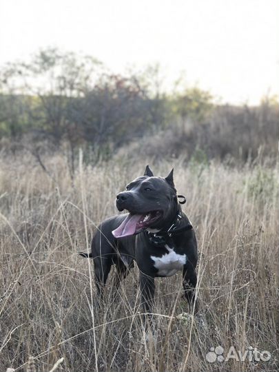 Амстафф вязка