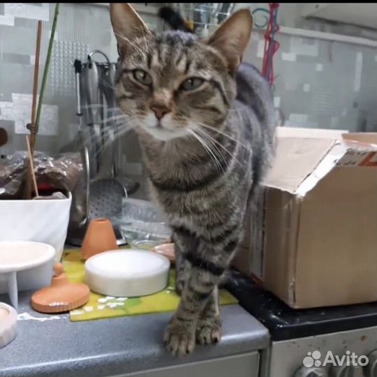 Ищем коту дом