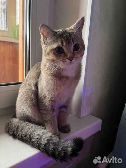 Вязка шотландская кошка