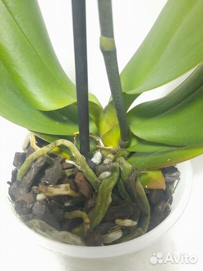 Орхидея Горизонт