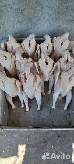 Куры домашние