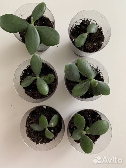 Комнатные цветы