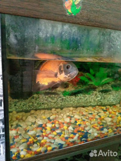 Аквариум с тумбой 180 литров