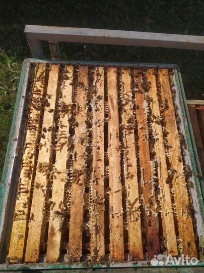 Мед гречишный 2023