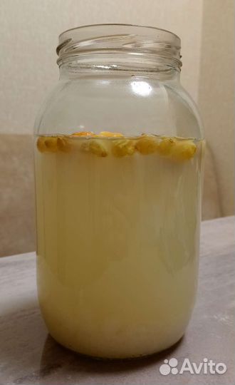 Тибетский молочный гриб, Индийский морской рис