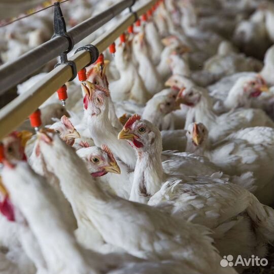 Оператор отлова