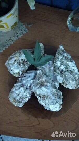 Створки устриц