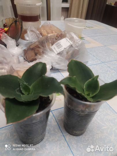 Сансевиерии