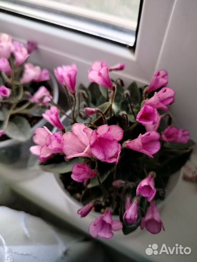 Продам цветы комнатные