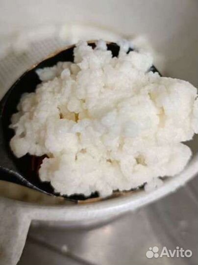 Тибетский молочный гриб