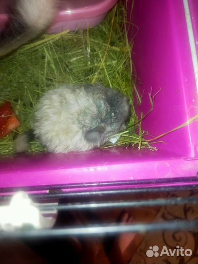 Шиншилла с клеткой