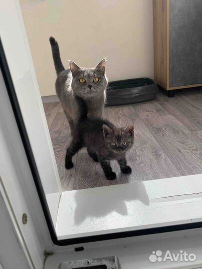 Британский котёнок