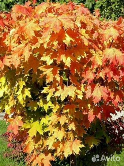 Клен остролистный видовой