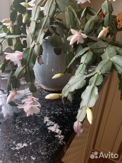 Кашпо для цветов