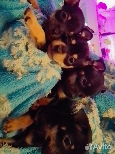 Той-терьер щенки