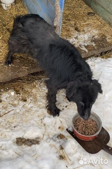 Собачка приюта